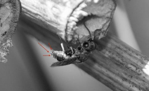 Trichrysis cyanea